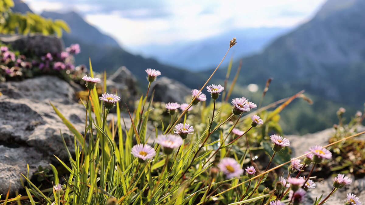 Wandern Berg-Blumen